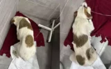 Muğla’da kahreden olay: Yavru köpekleri tüfekle vurdu! Muğla’da kahreden olay: Yavru köpekleri tüfekle vurdu!