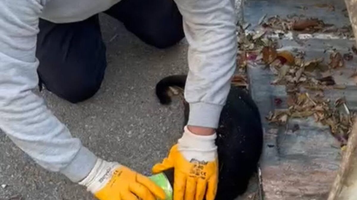 Başı konserveye sıkıştı… İmdadına temizlik personeli yetişti Başı konserveye sıkıştı… İmdadına temizlik personeli yetişti