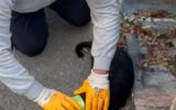 Başı konserveye sıkıştı… İmdadına temizlik personeli yetişti Başı konserveye sıkıştı… İmdadına temizlik personeli yetişti