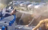 Kınık’ta biber gazlı, TOMA’lı müdahale: İşçiler maden tesisine el koyuyor! Kınık’ta biber gazlı, TOMA’lı müdahale: İşçiler maden tesisine el koyuyor!