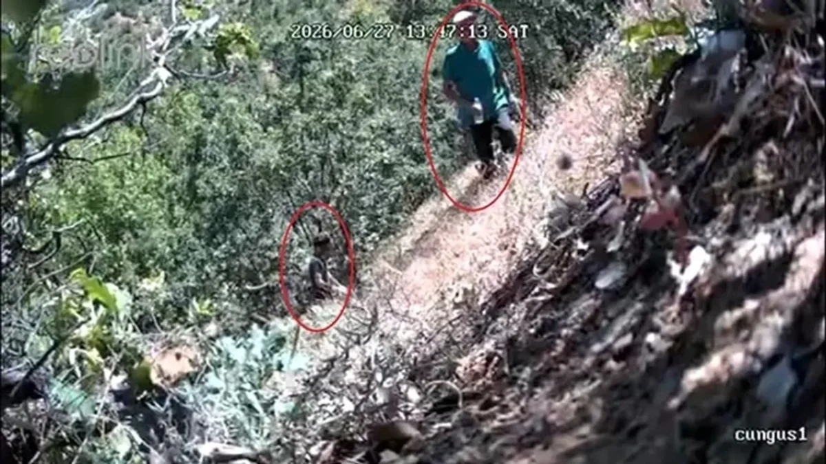 CHP ilçe başkanı ve oğlu fotokapana yakalandı: Kenevir tarlasını sularken görüntülendi! CHP ilçe başkanı ve oğlu fotokapana yakalandı: Kenevir tarlasını sularken görüntülendi!