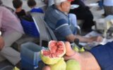 Bardacık incirinde rekolte yüz güldürdü! Bardacık incirinde rekolte yüz güldürdü!